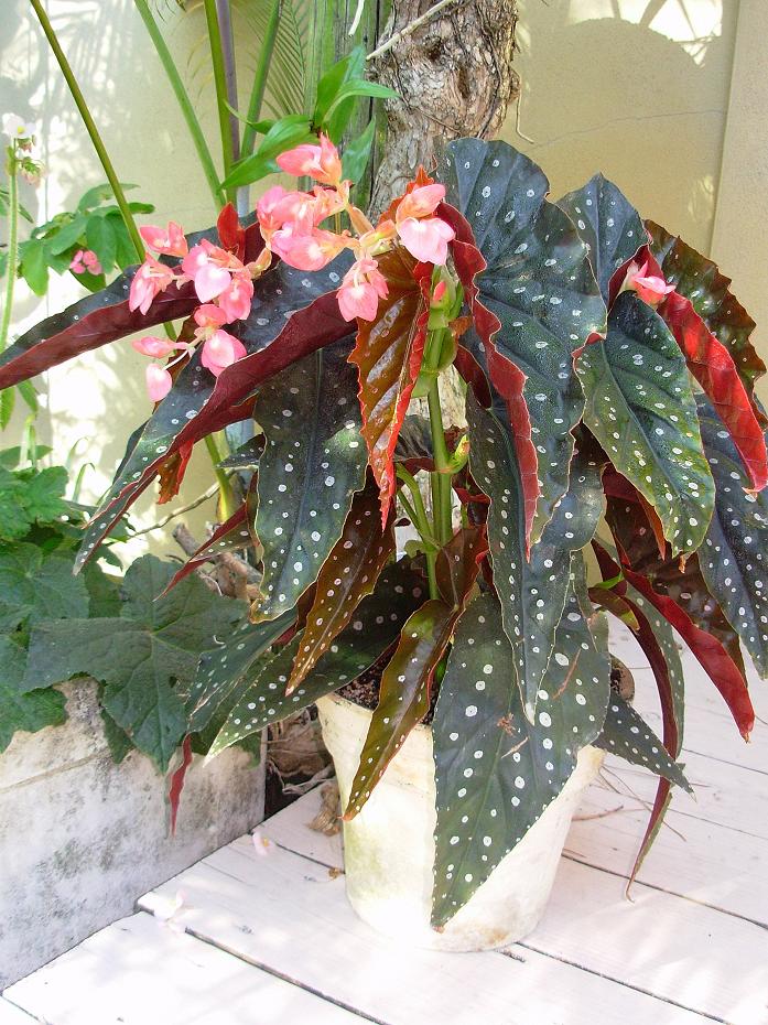 B. ‘Texas Lone Star’